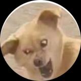 毛毛崽