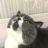 薏米