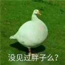 你家的鸭子今天放养了吗