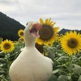 喵女系