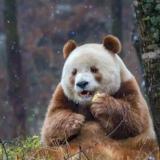 社会我熊哥