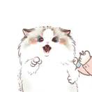 赵锦辛
