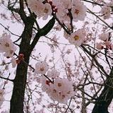 子骞_