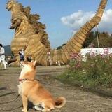 你女神来了
