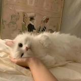 清时