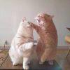 吃撑了的猫