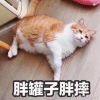 别以为你丑我就不打你