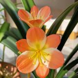 自己家的君子兰