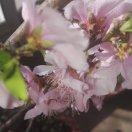 重阳节
