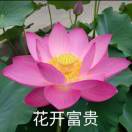 花le 个开