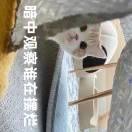 日拱一卒小笨夏