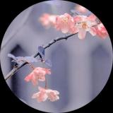 意写