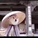 灰色轨迹