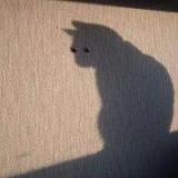 未来的橘猫