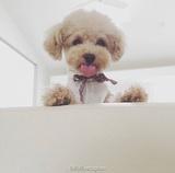 松寒柏