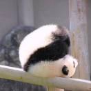 熊猫诶