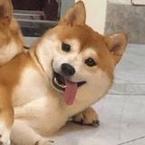 鸢时甘五
