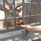 若可如初715