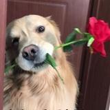 你的子衿