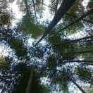ripple_