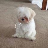 泰罗奥特曼