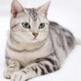 迷路的猫
