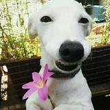 苏芳