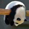 张懿文