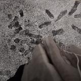 小王子与玫瑰