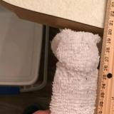 敲木鱼