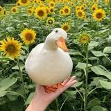 维也纳之声