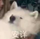 杨小咩