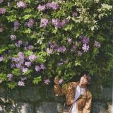 半月
