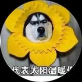 向日爬子