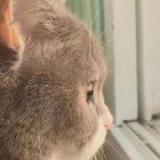 追光的鱼鱼