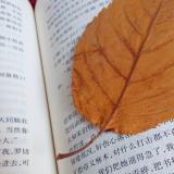 离人心上秋新。