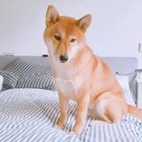 莣憂愺草
