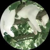 午夜伤感哈密瓜
