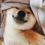 柴柴shibalnu