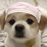 胖墩