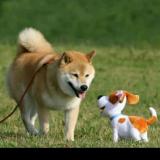 爱犬叫皮皮