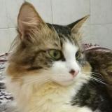 撸你家猫