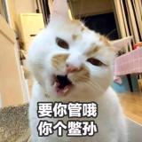 汤圆爱吃鱼