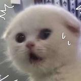 nono