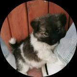 小猫脏话