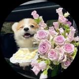 嘉彧荼