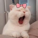 月明淅