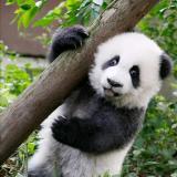 红袖添香茶叶
