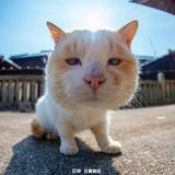 小熊猫xd