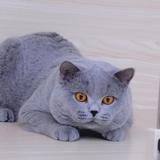 蓝英猫栈